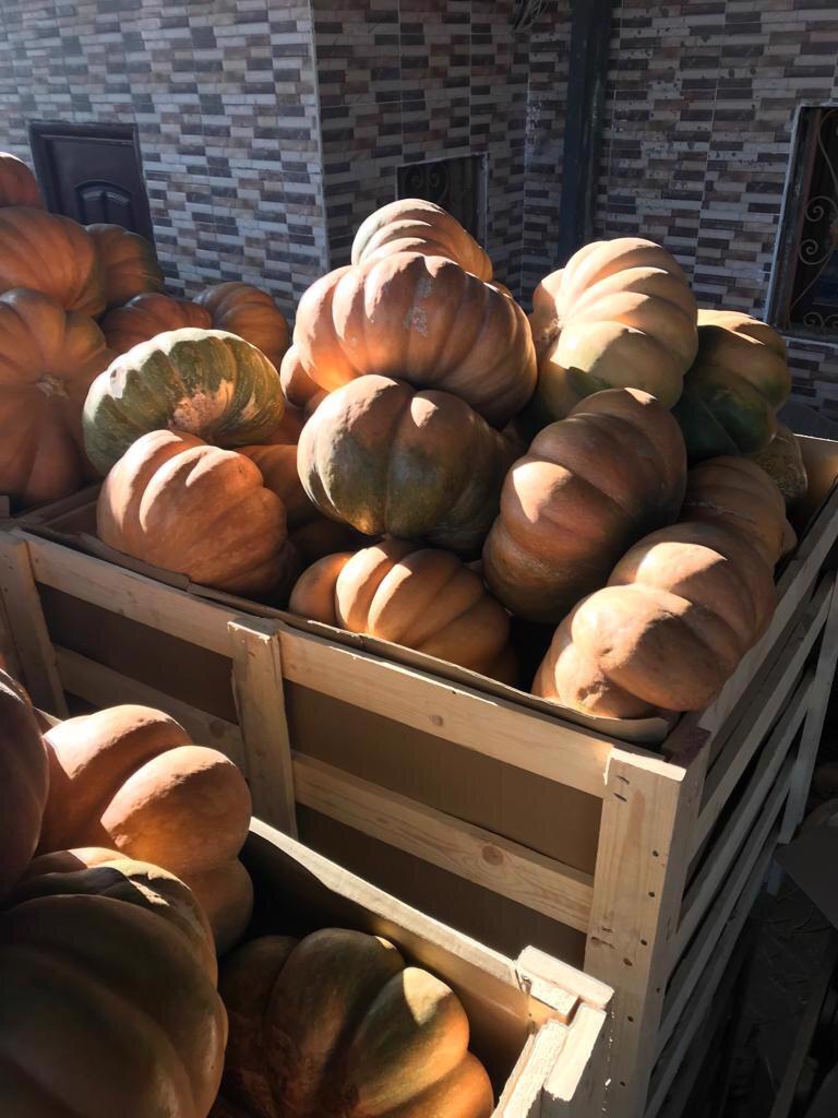 Product image - 🎃 *now we offer FRESH PUMPKIN* 🎃

To ensure that you get the best quality and the best price, you have to deal with Alshams company.

We are alshams an import and export company that offer all kinds of agriculture crops.

ORDER OUR PRODUCT NOW🔥

Best Regards

Merna Hesham

Tel: 0020402544299

📞Cell(whats-app) 00201093042965

✉️email :Alshamsexporting@yahoo.com

I hope to be trustworthy for you